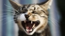 Kolik zubů má kočka: schéma čelisti dospělé kočky